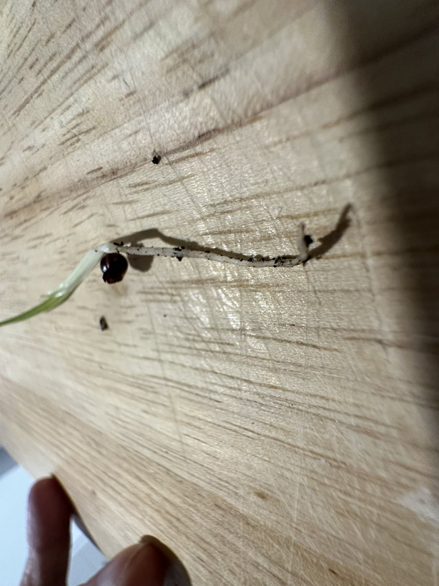 smithy_deb's tweet image. The seed on this, is it possibly a Freesia that’s selfseeded #Gardening #AskTwitter
