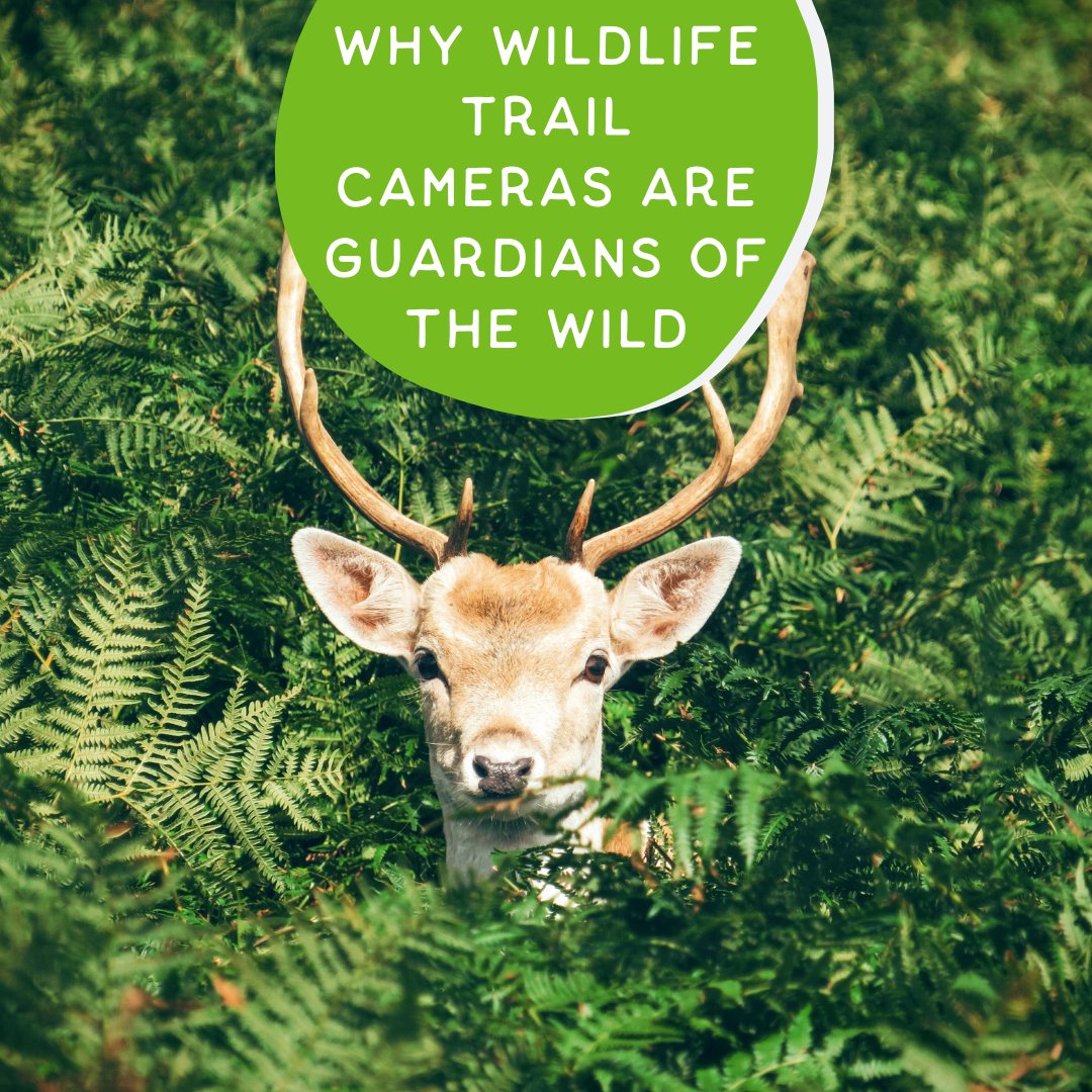 By utilising trail cameras, we gain insights into animal behaviour, migration patterns & population dynamics. Data-driven discoveries form the foundation for conservation strategies. Check out our collection: gardenature.co.uk/collections/wa… #TrailCameras #GardeNature