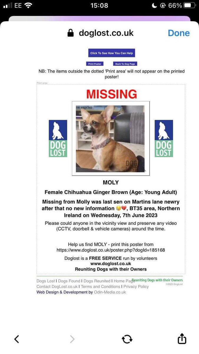 Molly is a female young adult #Chihuahua. Molly went missing from her garden 7th June 2023, from #Newry #NorthernIreland, BT35 area. Despite searches she hasn’t been seen since 10th June 2023. Molly is registered on Doglost and police informed. Please #RT #FindMollyIreland