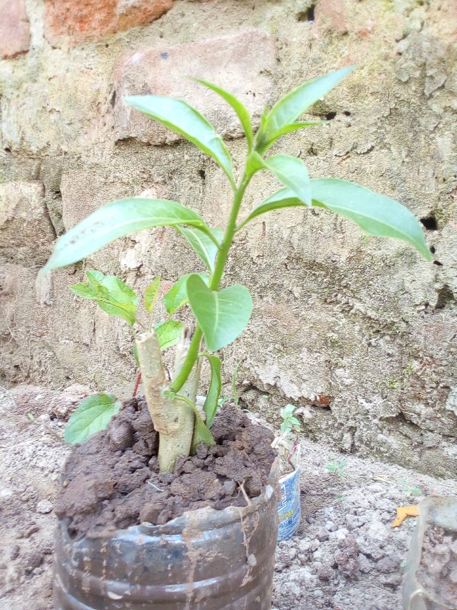 EnockKayemba's tweet image. Let's come together to save our planet! Planting trees in schools is a simple yet effective way to promote environmental awareness and conservation. Let's make our world a better place for future generations. 🌳🌍 #SaveTheEnvironment #PlantMoreTrees #EnvironmentalAwarenes