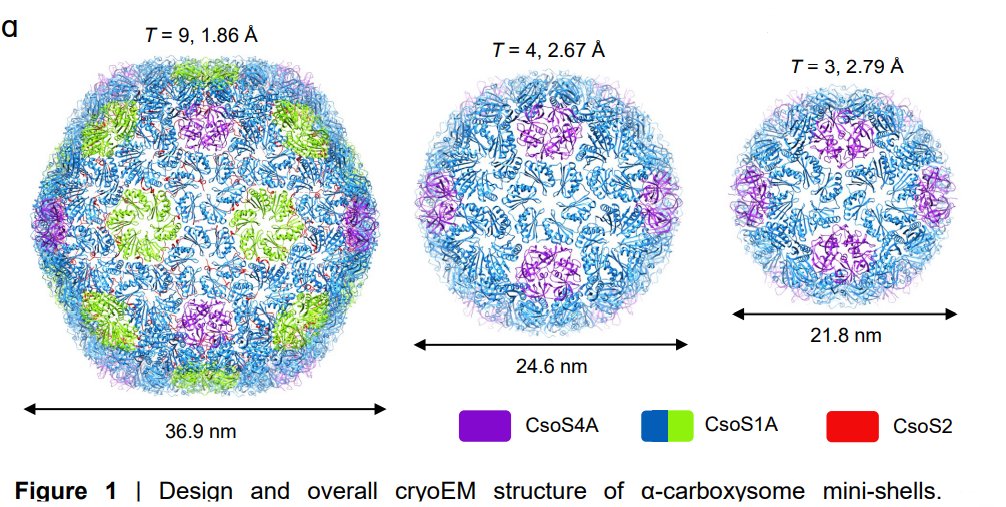 the Peijun Zhang Lab (@groupzhang) on Twitter photo Intrinsically disordered CsoS2 acts as a general molecular thread for α-carboxysome shell assembly biorxiv.org/content/10.110… <a href="/NiLab_HKUMed/">Tao Ni</a> <a href="/luningliu/">LiuLab</a> <a href="/YananZhu7/">Yanan Zhu</a> <a href="/eBIC_Diamond/">eBIC Beamline</a> <a href="/DiamondLightSou/">Diamond Light Source</a> <a href="/OxfordStrubi/">STRUBIOxford</a> Intrinsically disordered CsoS2 acts as a general molecular thread for α-carboxysome shell assembly biorxiv.org/content/10.110… <a href="/NiLab_HKUMed/">Tao Ni</a> <a href="/luningliu/">LiuLab</a> <a href="/YananZhu7/">Yanan Zhu</a> <a href="/eBIC_Diamond/">eBIC Beamline</a> <a href="/DiamondLightSou/">Diamond Light Source</a> <a href="/OxfordStrubi/">STRUBIOxford</a>