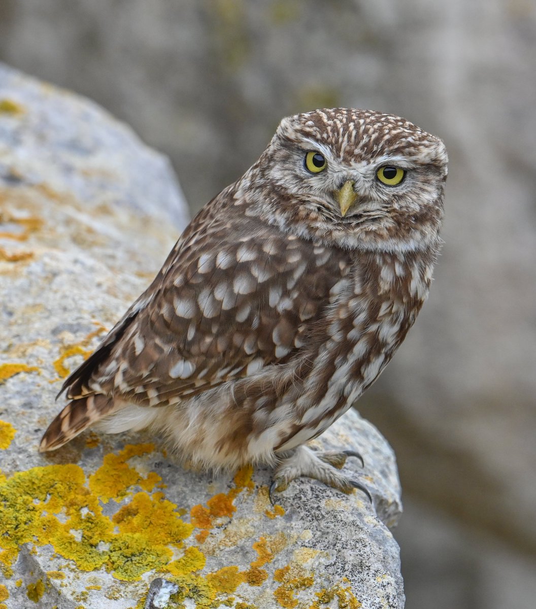 RSPB Weymouth Wetlands (@rspbweymouth) on Twitter photo "It's not scary to step into nature!" 🙌
Hear from former volunteer Verity Hill about her journey into wildlife photography and the world of nature conservation! bit.ly/46s2FJp
📸 <a href="/verityhill5/">Pixie&Bell</a> "It's not scary to step into nature!" 🙌
Hear from former volunteer Verity Hill about her journey into wildlife photography and the world of nature conservation! bit.ly/46s2FJp
📸 <a href="/verityhill5/">Pixie&Bell</a>