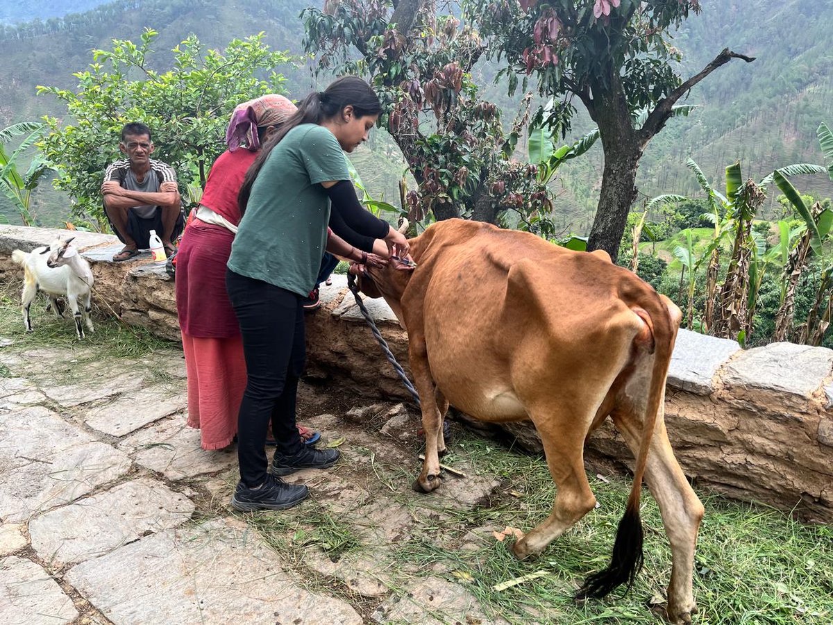 AdBageshwar's tweet photo. आज दिनांक  26.06.2023 को समिति मल्ला बफौलीकोट मैं श्रीमती मोहनी देवी की गाय का लंपी बीमारी का उपचार करते हुए। दुग्ध समिति  चनौली मैं मंजू देवी की गायी का उपचार किया गया @DirectorDairy @basava_ias https://t.co/FYV6cSBXid
