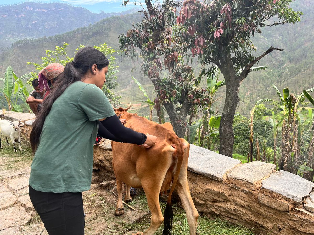 AdBageshwar's tweet photo. आज दिनांक  26.06.2023 को समिति मल्ला बफौलीकोट मैं श्रीमती मोहनी देवी की गाय का लंपी बीमारी का उपचार करते हुए। दुग्ध समिति  चनौली मैं मंजू देवी की गायी का उपचार किया गया @DirectorDairy @basava_ias https://t.co/FYV6cSBXid
