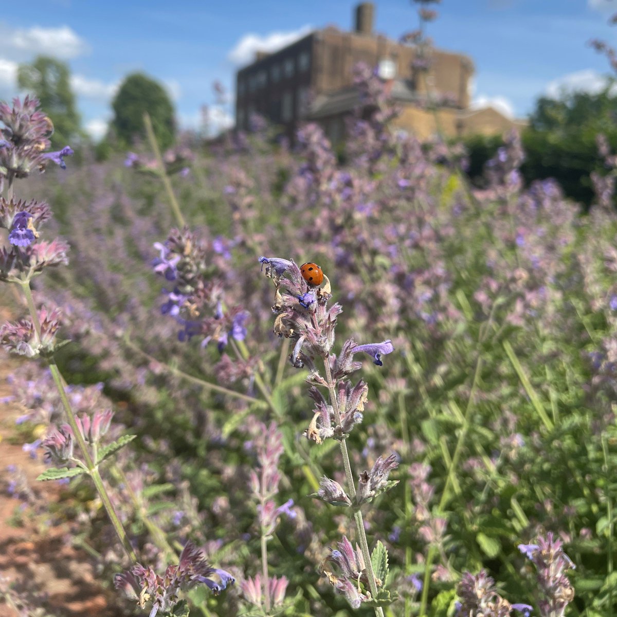 🐞Discover how nature and biodiversity can flourish in urban environments at the Wild(er) Walthamstow exhibition. Join @bluegreenE17 at Winns Gallery in Lloyd Park from June 30th - July 2nd 10am - 5pm to explore connections in with nature in E17🌼bit.ly/bluegreene17