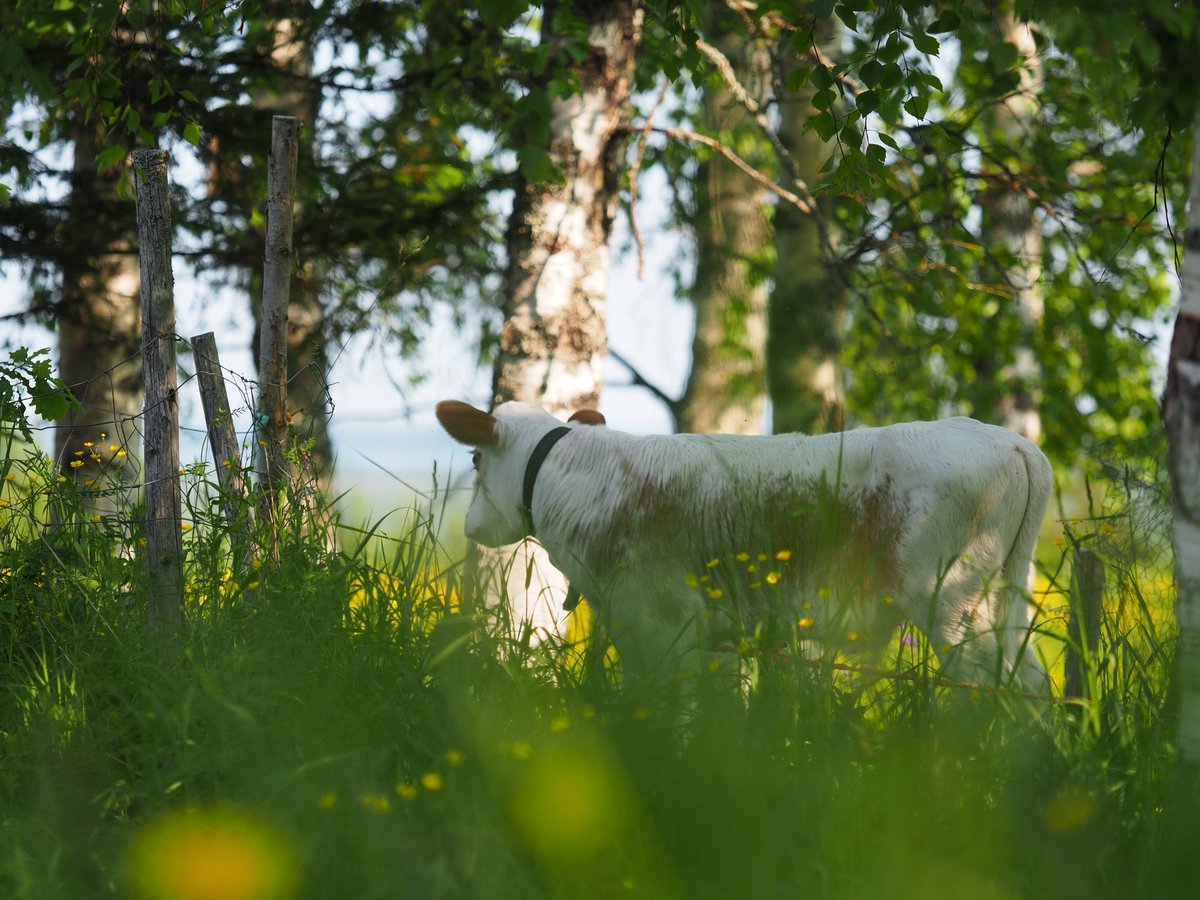 Lehmäleiriläisiä. 

#lehmäleiri #ilomantsi #suomenkarja #itäsuomenkarja #alkuperäisrodut 

#cowcamp
#Finncattle #nativebreed #easternFinncattle