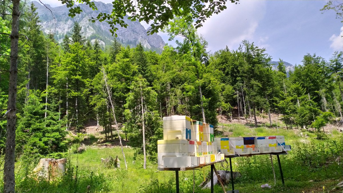 BeeConSel's tweet photo. This "office" view is simply breathtaking 😍 
Observations by @KISinstitut in the Slovenian Alps 🐝👀 #julianalps #honeybees #EEANorwayGrants #BeeConSel https://t.co/celMDFypAM