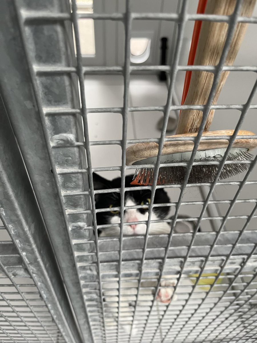 Tony is sad and trying to escape his pen as he doesn't want to be at the centre anymore! 😿 Sadly we haven't had any interest for him either so we can't even tell him that we have found him a home. Please retweet and help us find him a home..

yorkshirecatrescue.org/asm-animal?she…

#adoptme