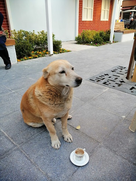 afiyet olsun Tonycim, 10 yıldır arkadaşım olduğun içinde teşekkürler
