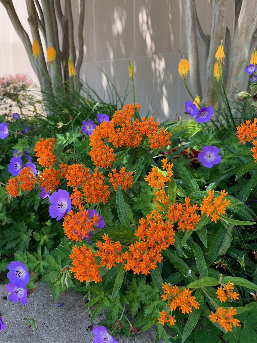 Smithsonian Gardens tweet media
