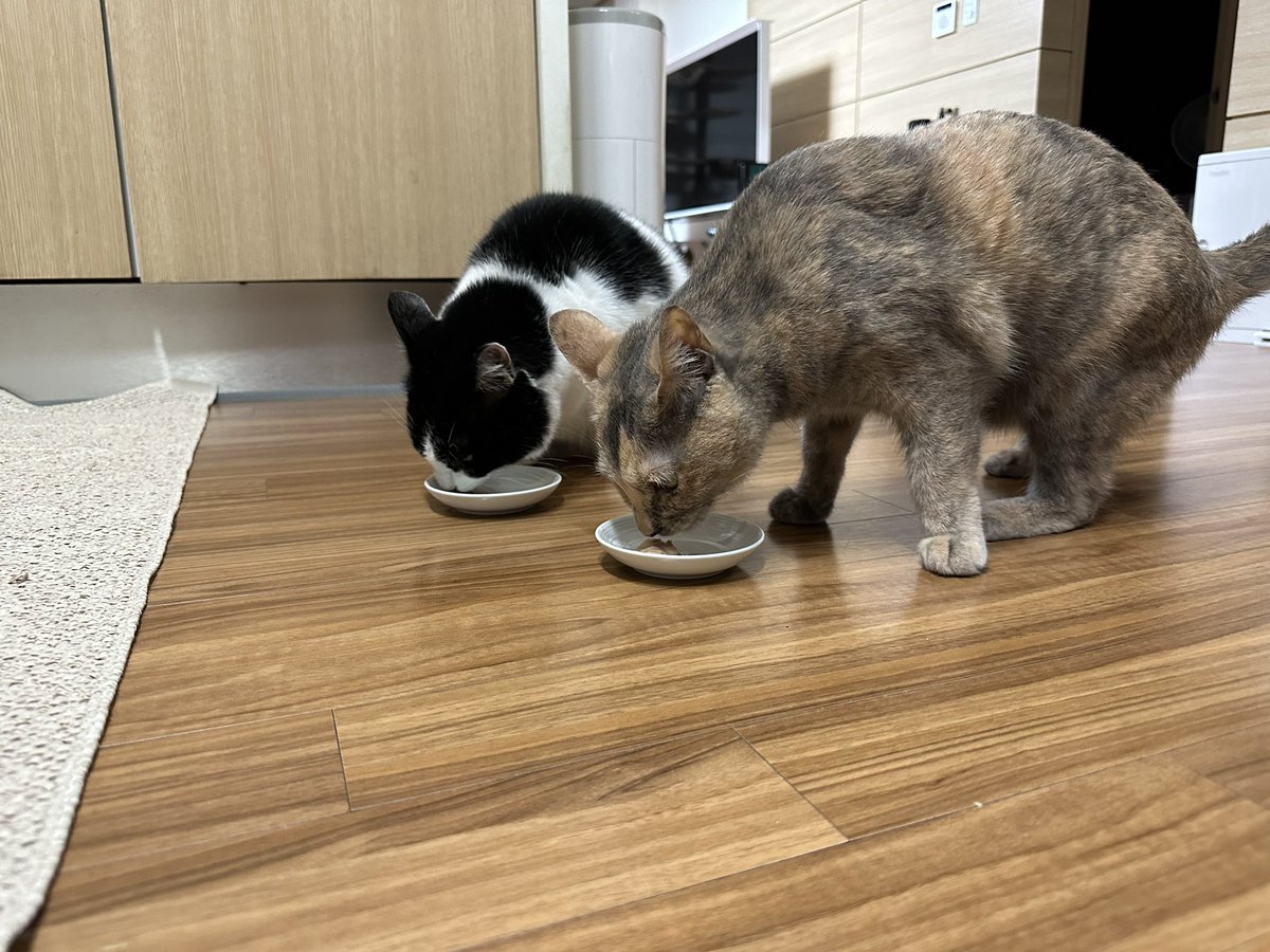 CatainKirk's tweet photo. 뇸뇸 https://t.co/o9xvkMVNEt