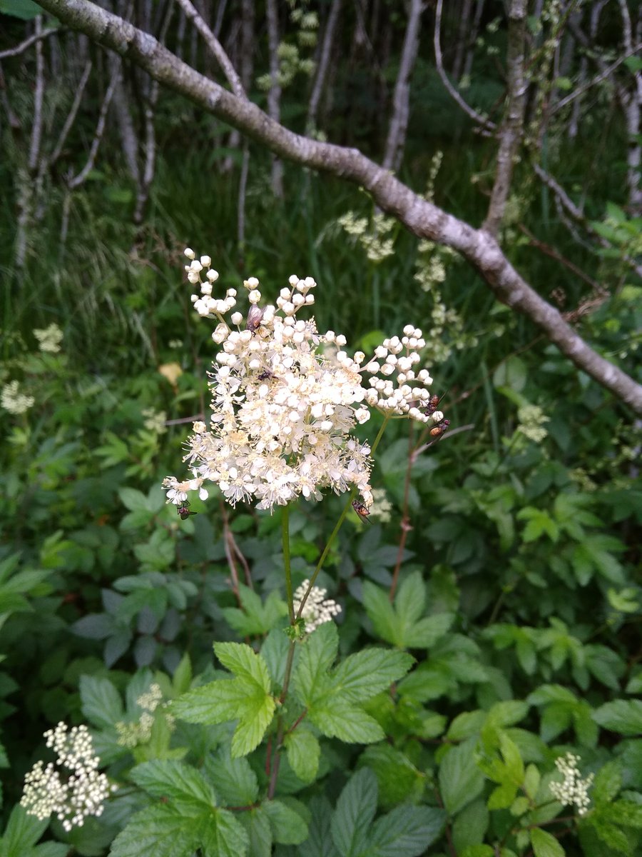 Steffen Hope tweet media