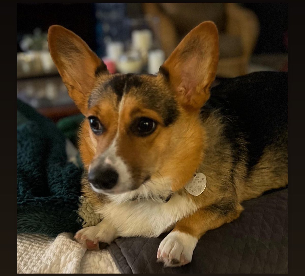 CorgiSofia's tweet photo. I’m a pretty baby. https://t.co/D6Sk0aNcLv