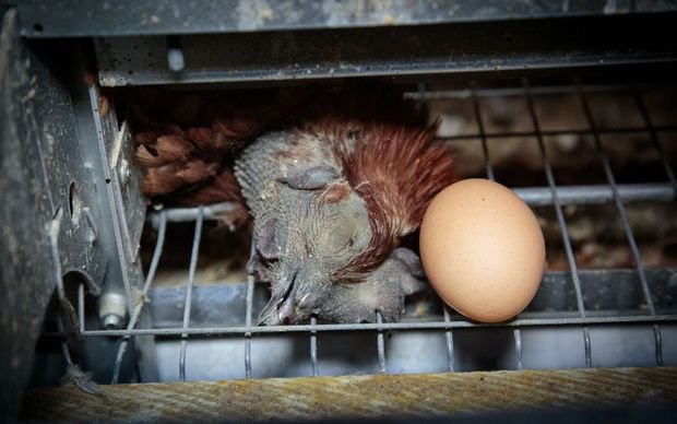 Chickens used for egg production are subjected to genetic manipulation, mutilation, confinement, deprivation, electrocution...and then slaughter.

Stop Supporting Animal Cruelty
GoVegan🌱🌍

#AnimalRights #GoVegan #EndSpeciesism #Vegan #RosesLaw
