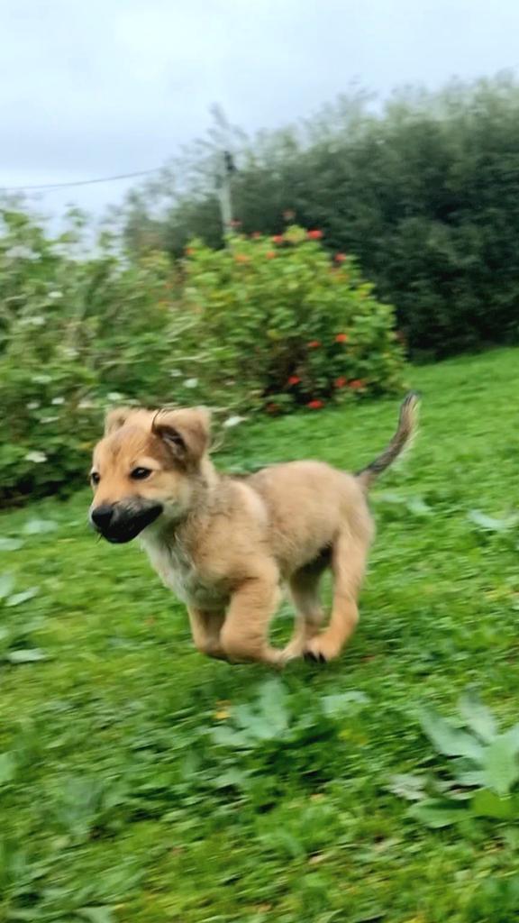 Jadavanic's tweet photo. Our newest family member is so cute.

We feel blessed to have Levi in our lives. 

He was rescued as and we adopted him on Friday. He is settling in and seems to be feeling at home.

#FindaForeverHome https://t.co/kEanid4jhs