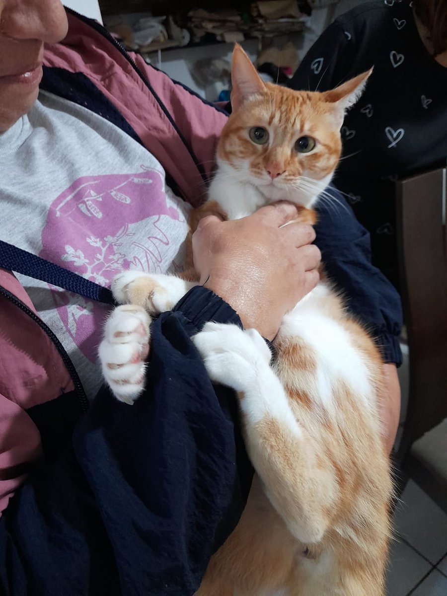 SharoonEda's tweet photo. Mi mamá se fue todo el fin de semana y Sasha😺 estuvo llorona esos días, esta fue su reacción cuando llegó, se prendió de su brazo. Se extrañaron 🥹 https://t.co/6uUE5LkLI2
