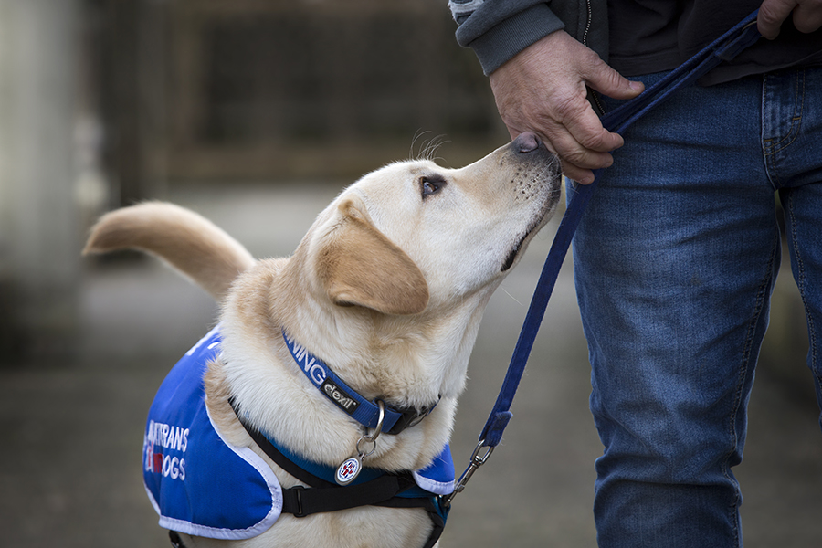 On #PTSDAwarenessDay we want to highlight the importance of mental health support, especially for those we assist through VWD's PALS Programme. If you know someone who could benefit from our assistance dog programme please visit veteranswithdogs.org.uk