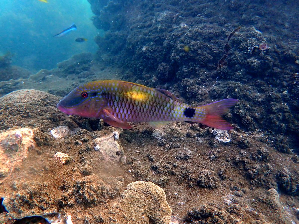 SeaSnakeBlanche's tweet photo. Which goatfish? Is it a banded, Parupeneus multifasciatus, or a yellowspot, Parupeneus indica? It looks like both! It may in fact be a hybrid of both species, with intermediate colouration.
#goatfish
#bandedgoatfish
#Parupeneusmultifasciatus
#yellowspotgoatfish
#Parupeneusindica https://t.co/UWhTQ6lnHL