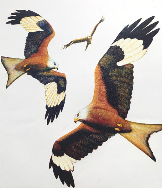 MakersWales's tweet photo. #Hedfanol
A Spiral of Kites by Viv Kersey
#Monotype Three red kites flying, Box framed in black wood, Limited edition print: 3/4
#RedKite #Barcud #BarcudCoch #MilvusMilvus
Available in the gallery and online too
https://t.co/xxEAGxuvIt https://t.co/9cng66MvV9