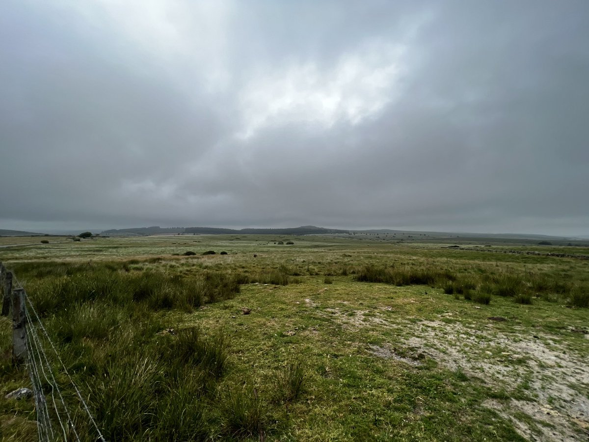 Utterly depressing to hear there are no Lapwing nesting on Dartmoor now. All gone.