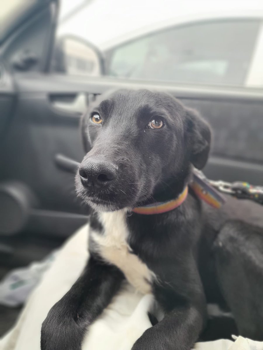 Está en adopción! Kika es hermosa, cariñosa y nada de conflicto con otros perros 🐕 y gatos 🐈 Es adorable! Necesita un hogar con mucho amor! La queres? Hablamos en privado 💝