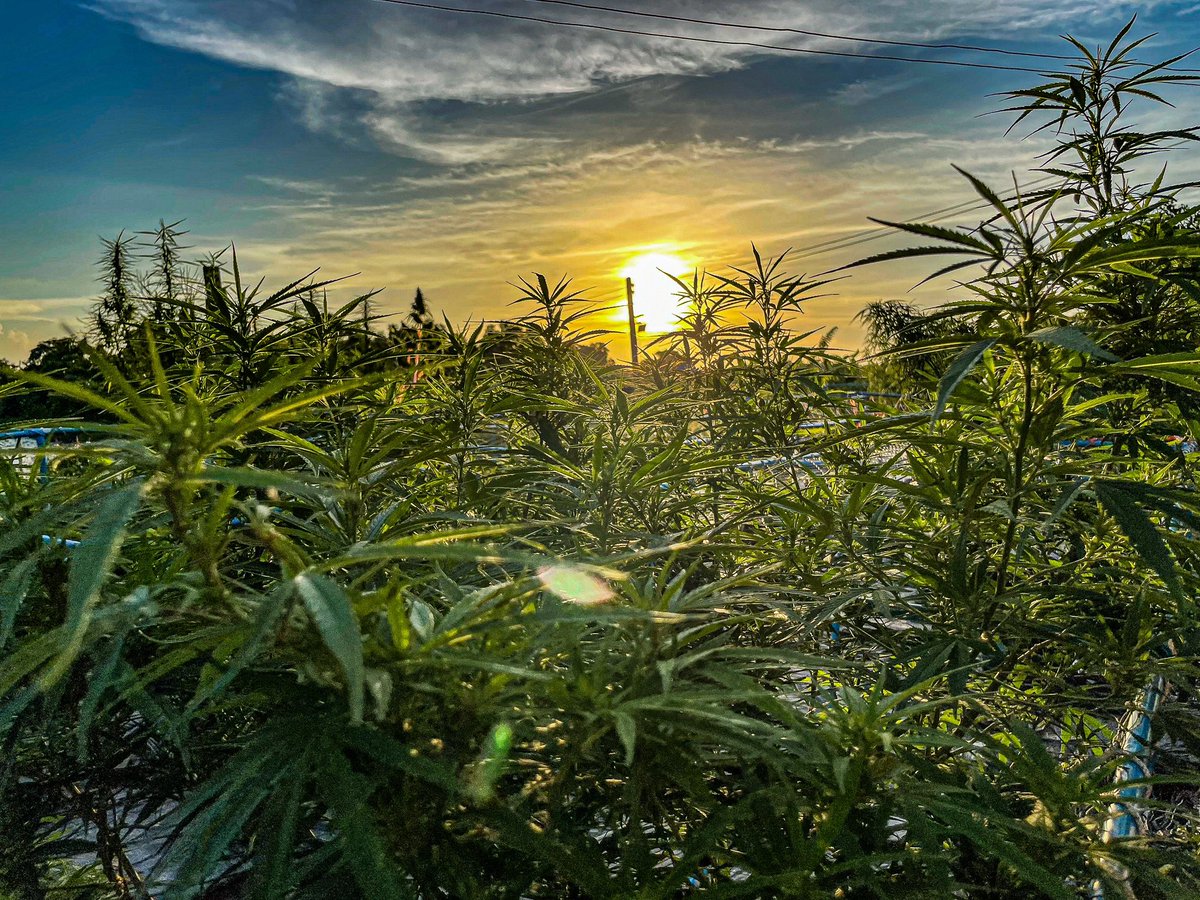 GodZilaz420's tweet photo. ความสุขที่ไม่มีขาย 🧑🏻🌾
#พัฒนากัญอย่างยั่งยืน #BsCannabis420 #กัญชา #กัญชาปราจีนบุรี #ปราจีนบุรี #บ้านสร้าง #บางกระเบา #ช่อดอกกัญชา #ดอกไม้ #คีฟ #og #organic #weed #kief #KD #syrup #Cannabis #greencrack #midgrade #topshelf #exotic #กัญชาไทย #KDKT #KDBT #Godfather https://t.co/eVfSJG32lX