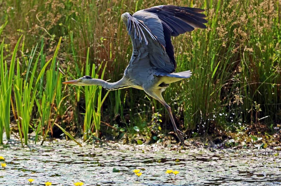 Fantastic images of nature’s grace and beauty in full motion at Parc Slip Nature Reserve. #GreyHeron #BirdsInFlight #WildlifeTrust #Nature #Wildlife #Bridgend #Wales #DiscoveryGateway 🐦

📷 Mike Gough 👏