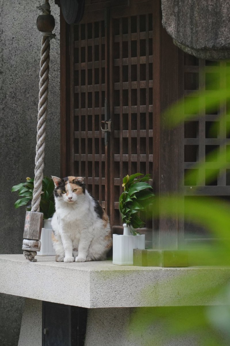 革堂的貓咪長老😻

#貓 #cat #neko #猫 
#革堂 #行願寺 #京都