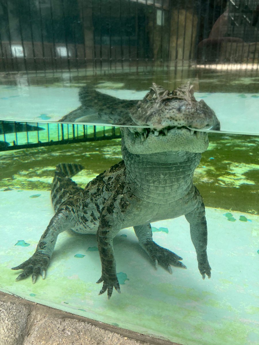 LDs16978332's tweet photo. @bananawanien_82 
熱川バナナワニ園行ってきました🐊
ワニ、レッサーパンダ、マナティなど色々な動物や植物を見れて楽しかった！
ばにおくんにも会いたかったなー https://t.co/ptPW1PyFtN