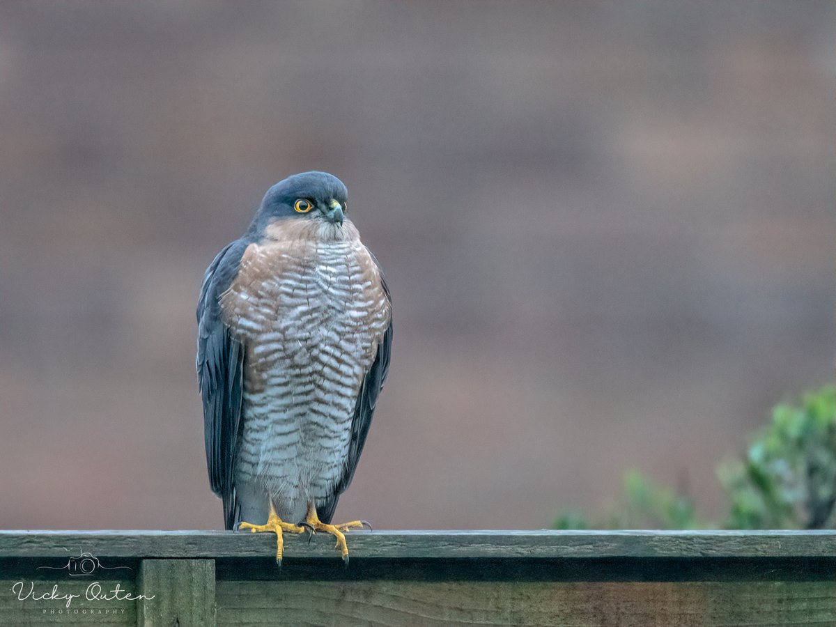 Sparrowhawk

#wildlife #TwitterNatureCommunity #nikonphotography #birdsoftwitter #jessopsmoment #bbccountryfilemagpotd #photooftheday #BBCWildlifePOTD @BBCSpringwatch @ThePhotoHour #birdofprey #sparrowhawk

vickyoutenphotography.com