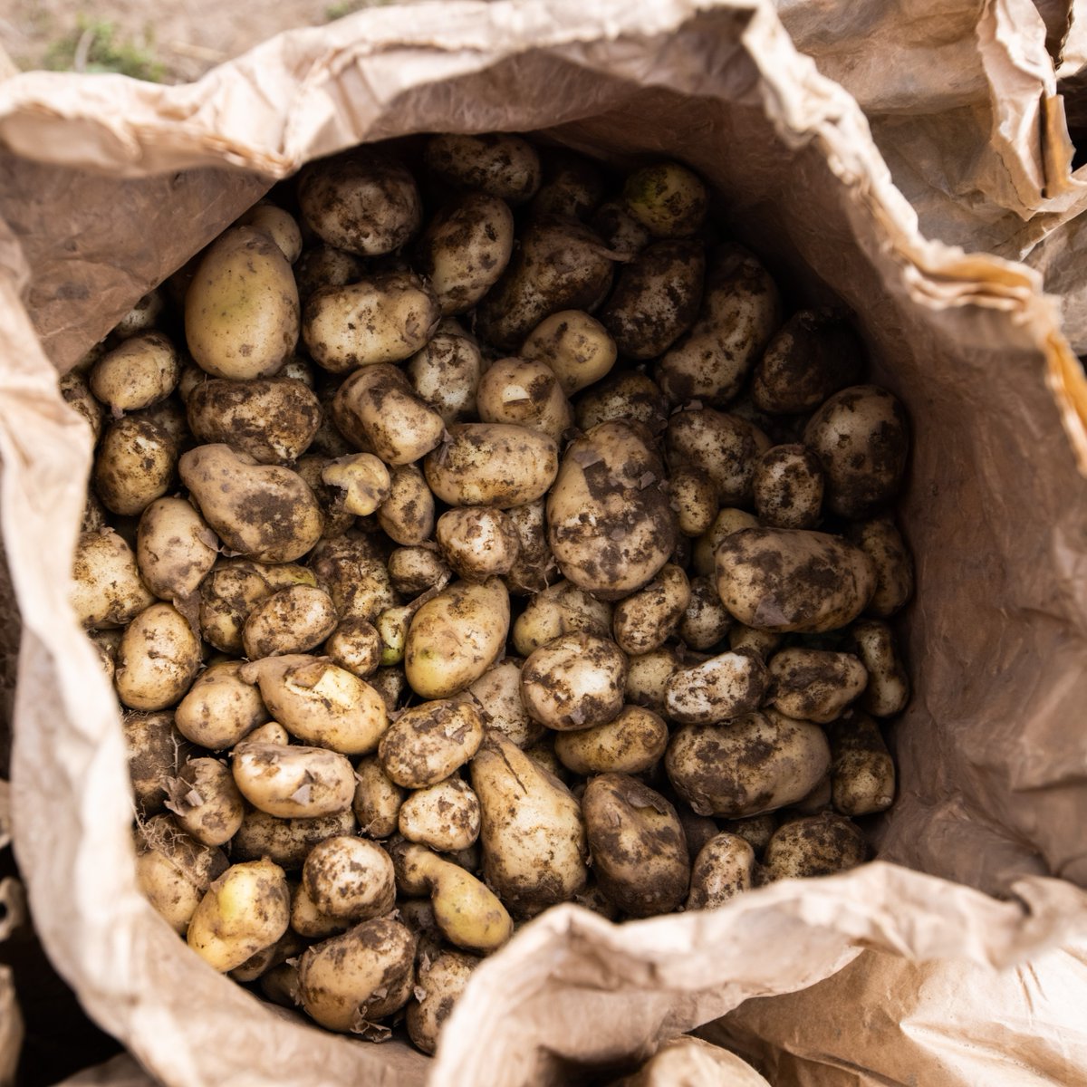 The season is slowly drawing to a close so make sure you get your hands on some #JerseyRoyals while you can!

#SeasonalProduce #SimplySeaonal #SpringRecipes