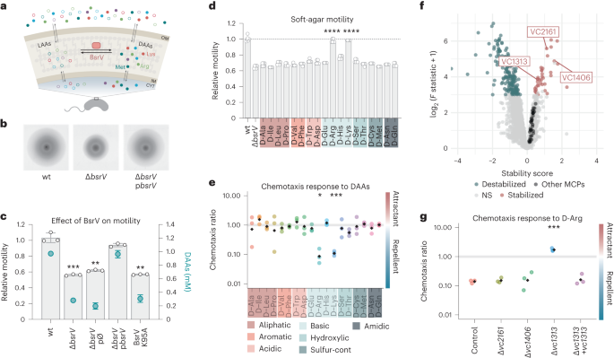 KAWstiftelsen's tweet photo. Article: D-amino acids signal a stress-dependent run-away response in Vibrio #cholerae #research supported by Knut and Alice Wallenberg Foundations #KAW100 #microbiology #infections @CavaLab_MIMS @NatureMicrobiol https://t.co/Y8FMcmu8TT https://t.co/6ooDfJOdBF