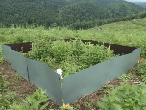 Community ecology of carabid beetles tweet media