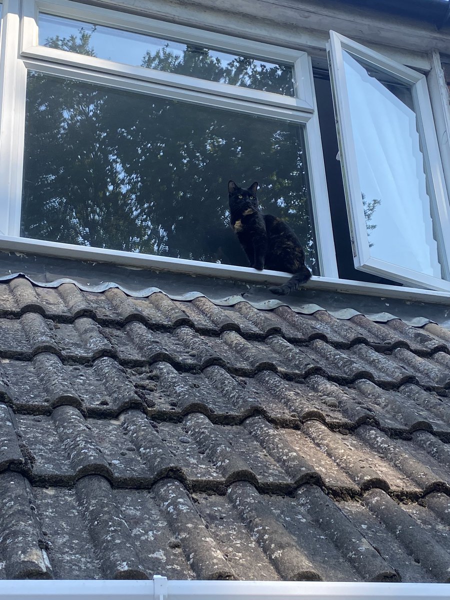 northie100's tweet photo. @DailyPicTheme2 Sheβs watching you. #RoofCat https://t.co/t6NzJ72Szo