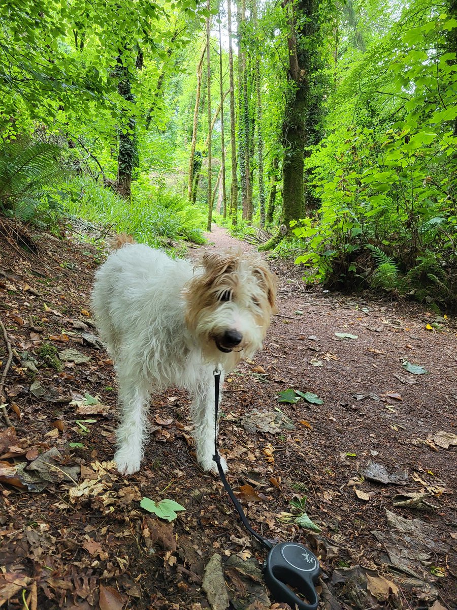 I'm going to sound like a bit of an idiot now. But without this dude, I don't know how I would have coped over the last 14 months of #LongCovid. 3 years ago, I thought I was rescuing him. HOW wrong was I? 🐕🐕‍🦺 Very happy to be back in the woods. #dogs #dogsoftwitter #LongCovid