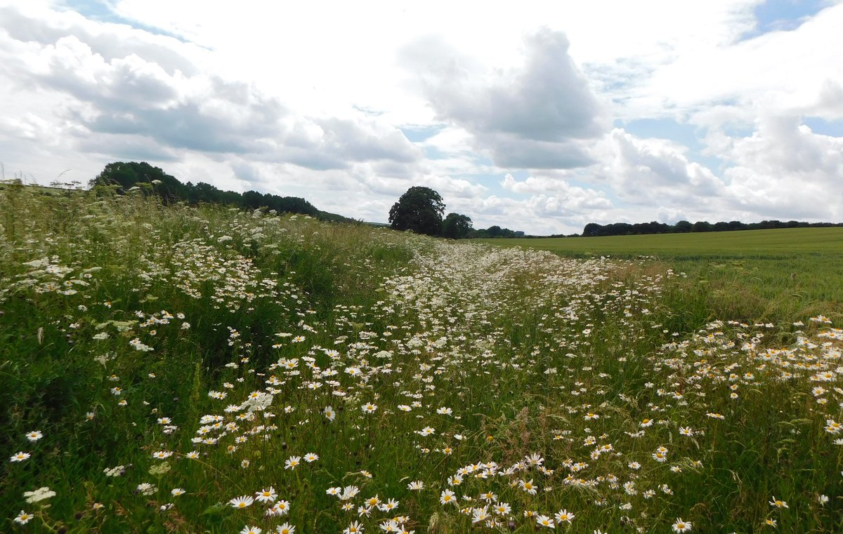 #cloudy #sky #poppies and #wildflowers #loveukweather