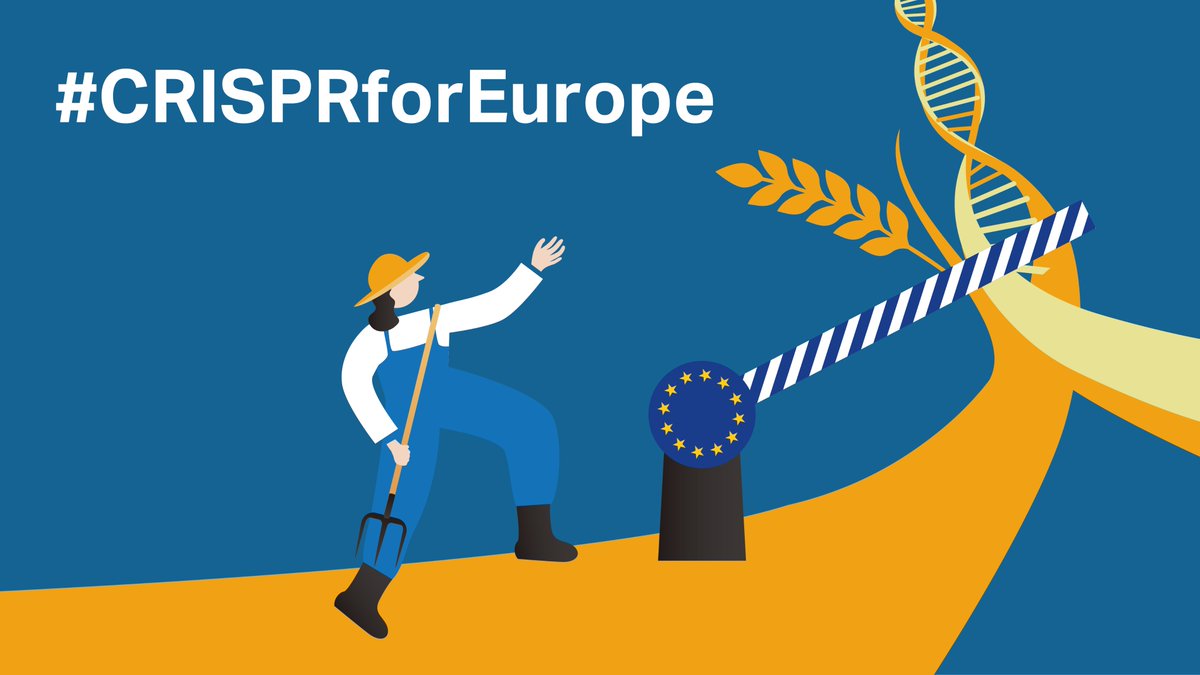 Bahn frei für Innovationen! Das neue EU-Gentechnikgesetz muss moderne #Züchtungsmethoden endlich auch in der europäischen #Landwirtschaft ermöglichen. Mit #CRISPR wird Ackerbau resilienter, nachhaltiger und produktiver. #CRISPRforEurope #InnovationStattVerbote #GiveGenesAChance