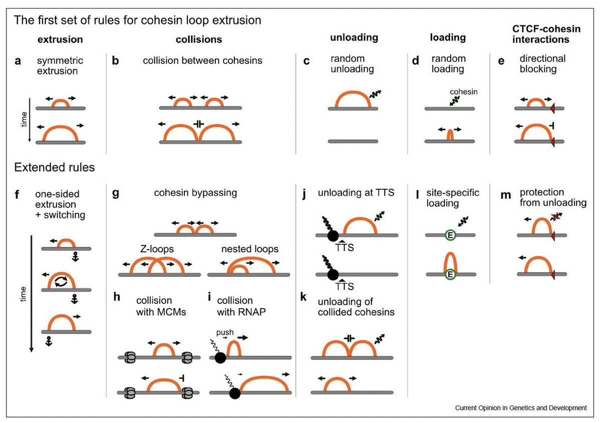 golobor's tweet photo. 1/ 🎉Exciting news! Our lab just published a review on models of cohesin loop extrusion, the key mechanism of 3D genome organization in vertebrates. We've summarized the recent insights that will shape the next generation of models! https://t.co/DSqyalvnN6 https://t.co/jYqlo6Vmwf