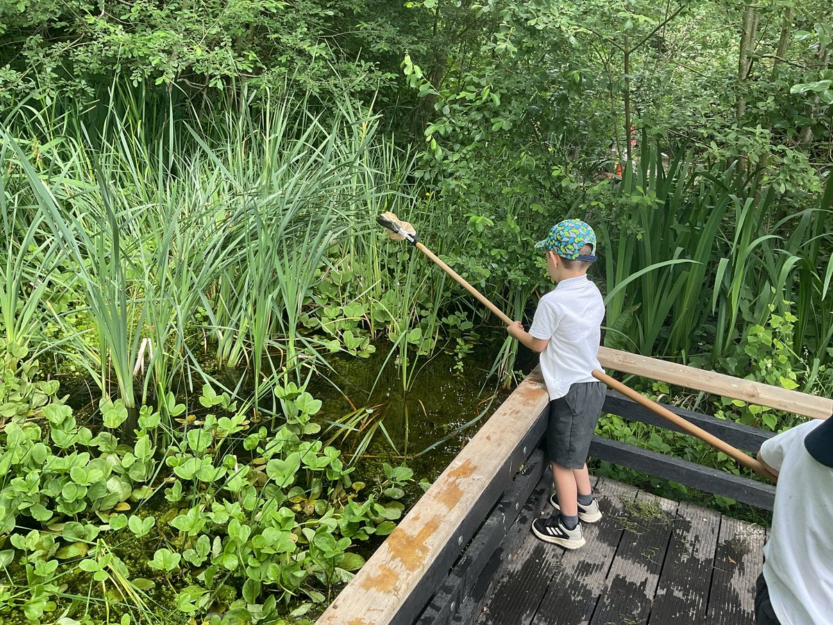 InfantWalsh's tweet photo. We had the best day at the Basingstoke Canal Centre for our Summer school trip. Silver class enjoyed taking a trip on, 'Rose bud' the canal boat, hunting for minibeasts with nets and pond dipping. We were lucky enough to find some Newts and a leech! https://t.co/R9T497aWck