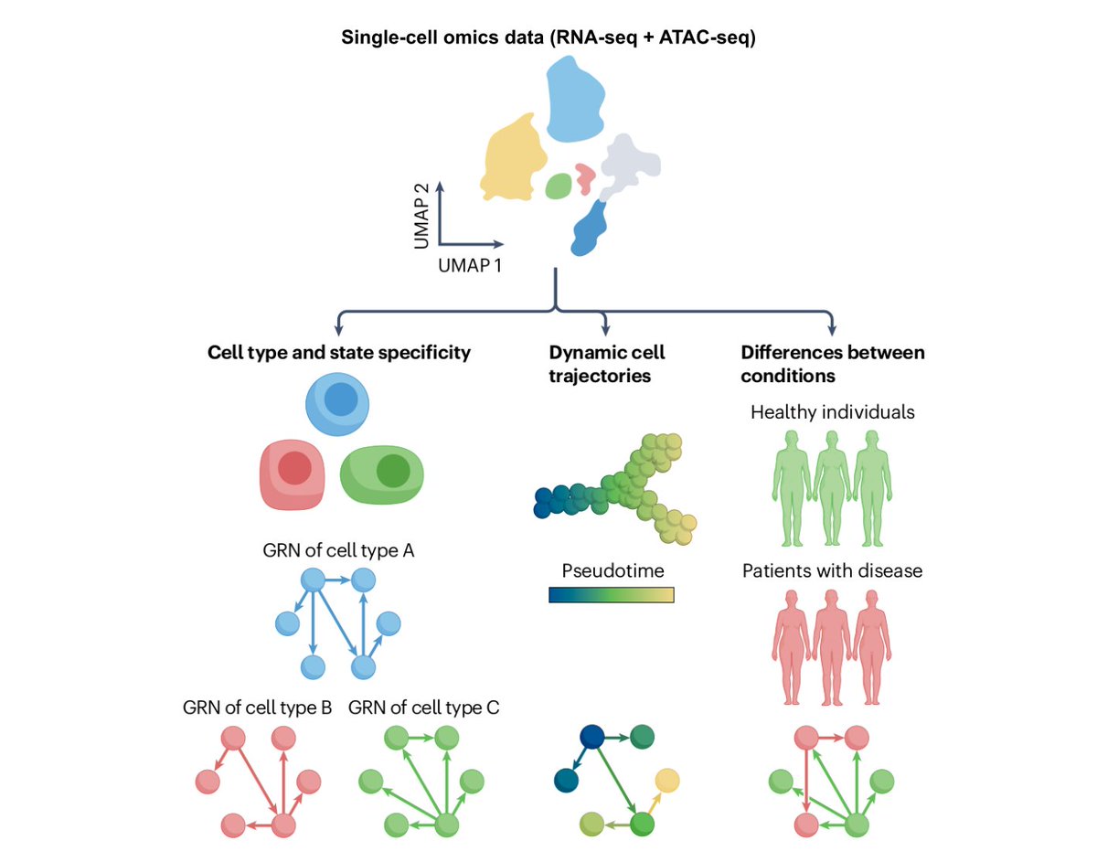 Saez-Rodriguez Group (@saezlab) on Twitter photo Gene regulatory networks (GRNs) are useful models to understand cellular identity and disease. We have reviewed the GRN inference field in the current era of single-cell multi-omics 📖 out in <a href="/NatureRevGenet/">Nature Reviews Genetics</a>
🔗doi.org/10.1038/s41576…
Full-text access: rdcu.be/dfpa2 Gene regulatory networks (GRNs) are useful models to understand cellular identity and disease. We have reviewed the GRN inference field in the current era of single-cell multi-omics 📖 out in <a href="/NatureRevGenet/">Nature Reviews Genetics</a>
🔗doi.org/10.1038/s41576…
Full-text access: rdcu.be/dfpa2