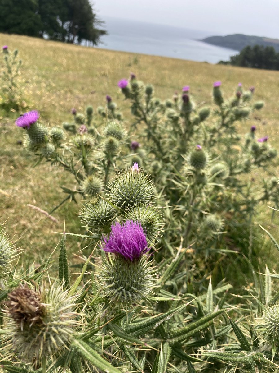 TalkingOutdoors's tweet photo. Thistles have arrived. We need to notice where we put our feet so we don’t get hurt.. Like the thistle, our critical voice takes over our thoughts and hurts us.  The more we can become aware and notice this voice the more we ease the pain  #notice #understand #reflect #connect https://t.co/MpjmJQhnFq