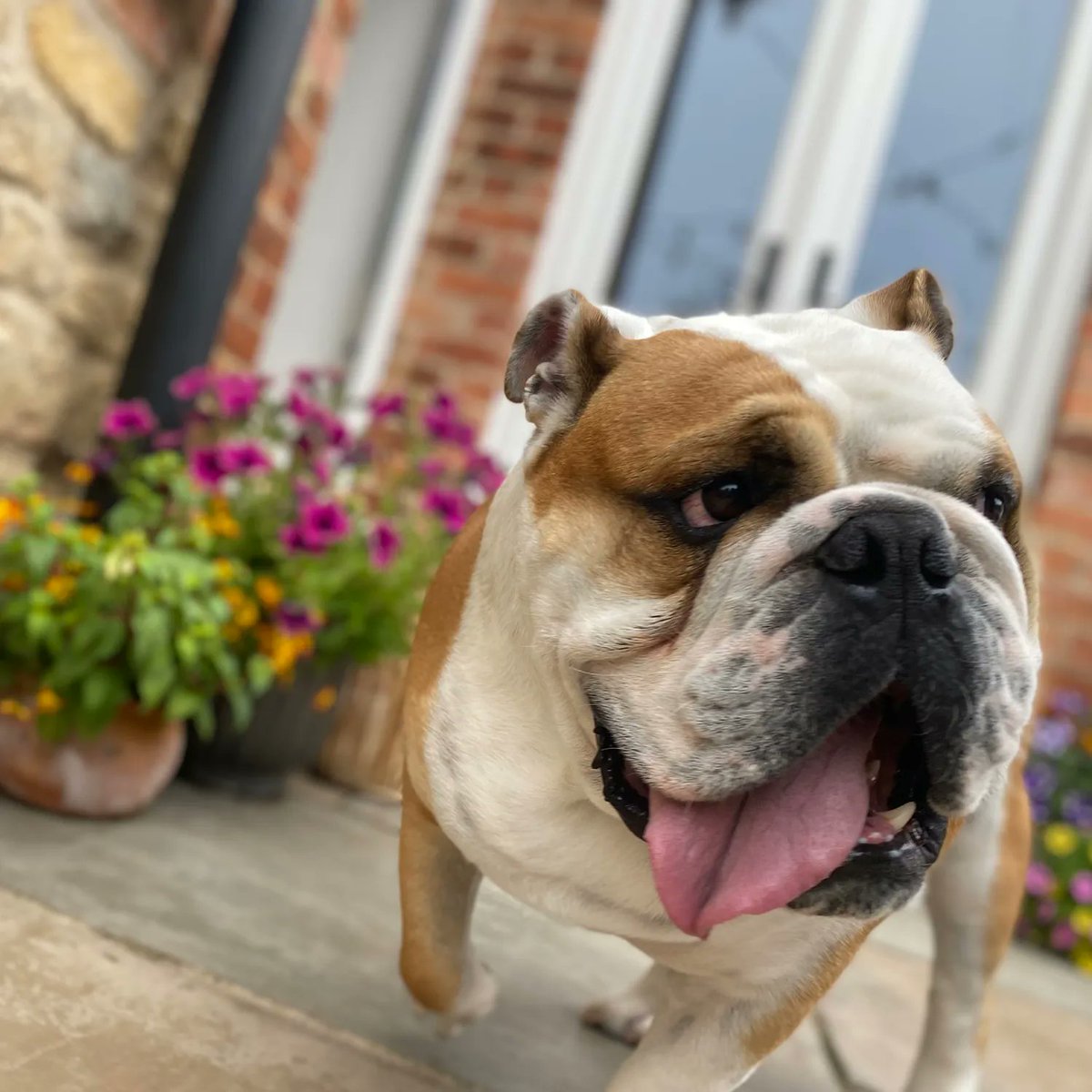 barney_bulldog's tweet photo. As you know Iโm not one for making things easy for my big people, but apparently hot weather โ๏ธ never fails for making #TongueOutTuesday easy ๐
have a great day ๐ถ๐พโค๏ธ Barney #BarneyTheBulldog #DogsOfTwitter #DogsOfIG #DogsOfFB #Bulldog #EnglishBulldog #TOT #Tongue #Tuesday https://t.co/lfmfQ3I5Eq