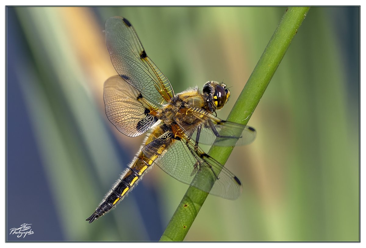 Dragonflies really are amazing creatures 'Four spotted chaser' @BDSdragonflies 🐉🪰📸
#TwitterNatureCommunity #Dragonfly #NatureBeauty #NaturePhotography #MacroPhotography @MacroHour #TwitterNaturePhotography #BBCWildlifePOTD @YorksWildlife