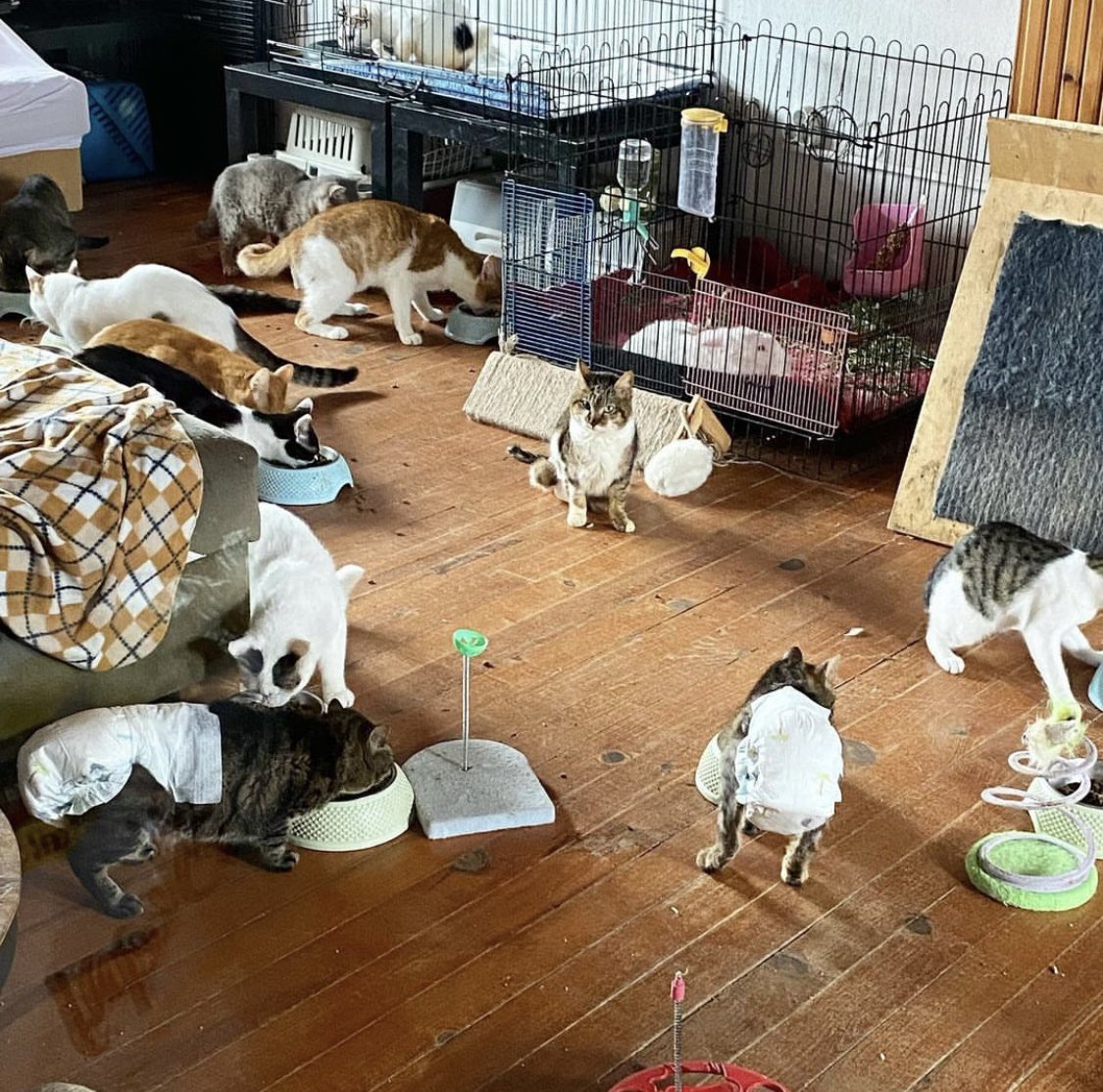 hepader's tweet photo. 100+ çocuğumuzla iyi ve zulümsüz bayramlar diler, bayram harçlığı mamalarınıza talip olduğumuzu belirtmek isteriz 😻 https://t.co/RVDBpa4l0e