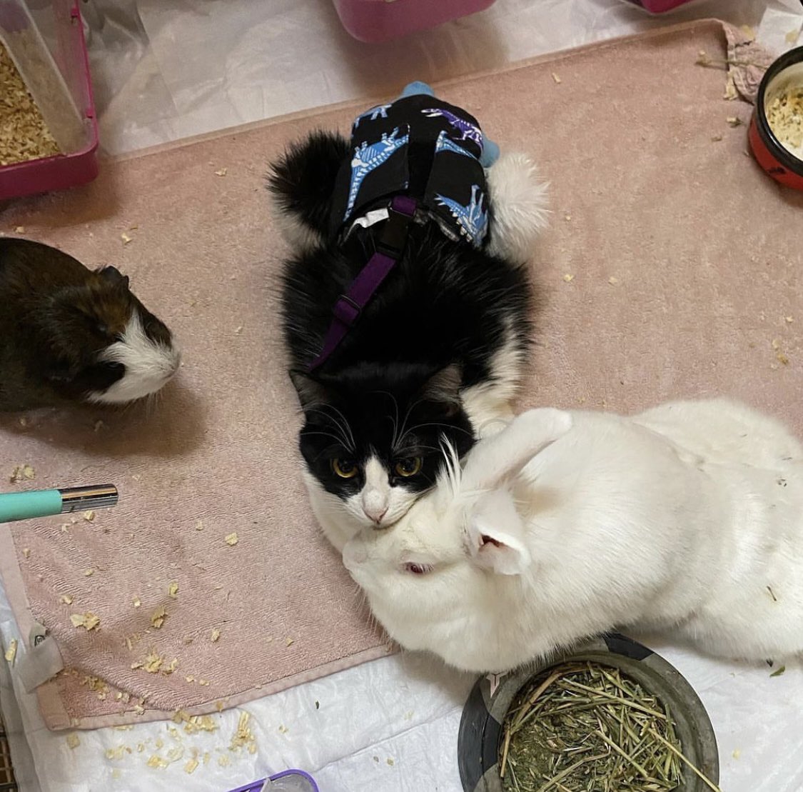 hepader's tweet photo. 100+ çocuğumuzla iyi ve zulümsüz bayramlar diler, bayram harçlığı mamalarınıza talip olduğumuzu belirtmek isteriz 😻 https://t.co/RVDBpa4l0e