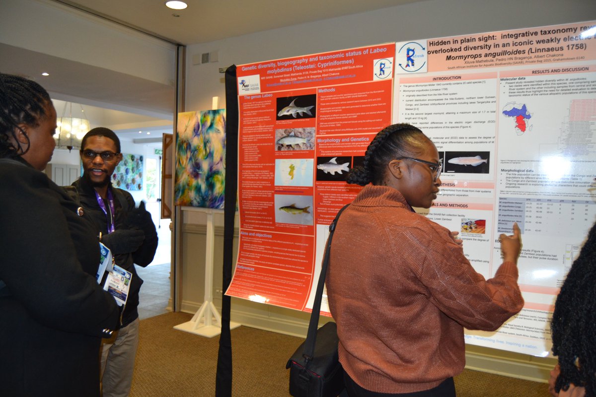 @NRF_SAIAB based Groen-Sebenza Intern, Nkululeko Zuma, presented results from the work conducted by the @SAIAB_REFRESH Project team: ‘Genetic diversity, biogeography and taxonomic status of Labeo molybdinus (Teleostei: Cypriniformes).’ #SASAqS2023