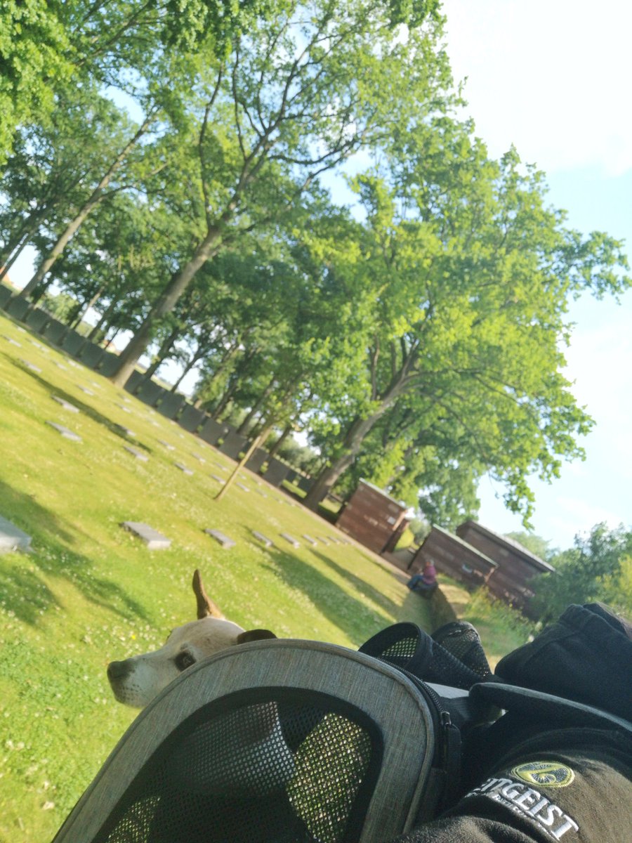 DawnMonksMilitaryArt (@dawnmonks) on Twitter photo Princess Pickle Pooch visited Tyne Cot and Langemark, yesterday, in her capacity as the <a href="/ZGTours4Schools/">Zeitgeist Tours for Schools</a> MkVI Jack Russell Dog for Officers (see tiktok.com/@zgtours4schoo… if you've no idea what I'm talking about 😁) - hearing both sides of the story.
#battlefieldtour #gcsehistory Princess Pickle Pooch visited Tyne Cot and Langemark, yesterday, in her capacity as the <a href="/ZGTours4Schools/">Zeitgeist Tours for Schools</a> MkVI Jack Russell Dog for Officers (see tiktok.com/@zgtours4schoo… if you've no idea what I'm talking about 😁) - hearing both sides of the story.
#battlefieldtour #gcsehistory