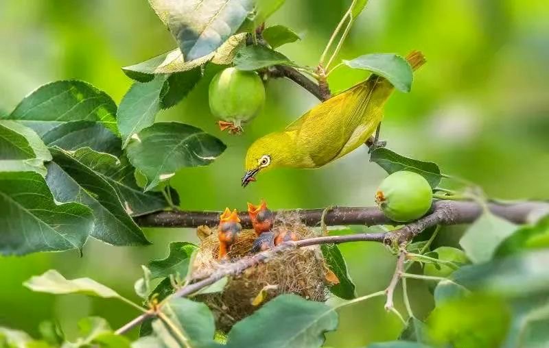 #birds #nature #naturaleza #green #greenlife #birds #feeding #fauna #noalacaza #animallover #CuidaElAmbiente #cuidaelplaneta