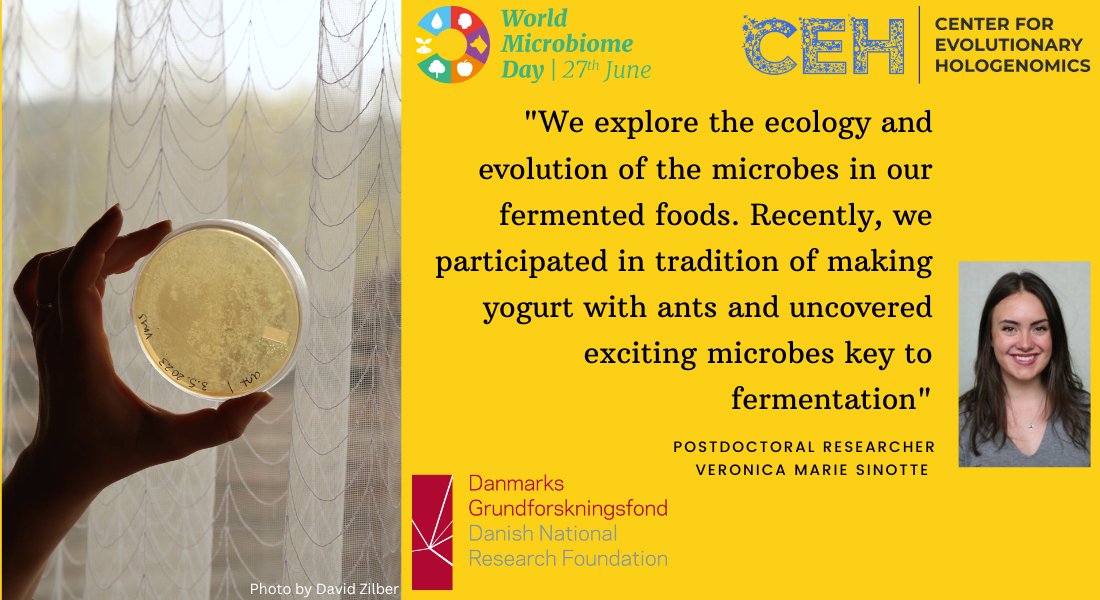 #FermentedFoods is all about exploring the power of #microbes!🦠

Meet #postdoc Veronica Sinotte who is doing some really cool discoveries on her #hologenomic #research on traditional #yogurt making using #ants and their #microbes🦠🐜
#WorldMicrobiomeDay #WMD2023 @GrundforskFond