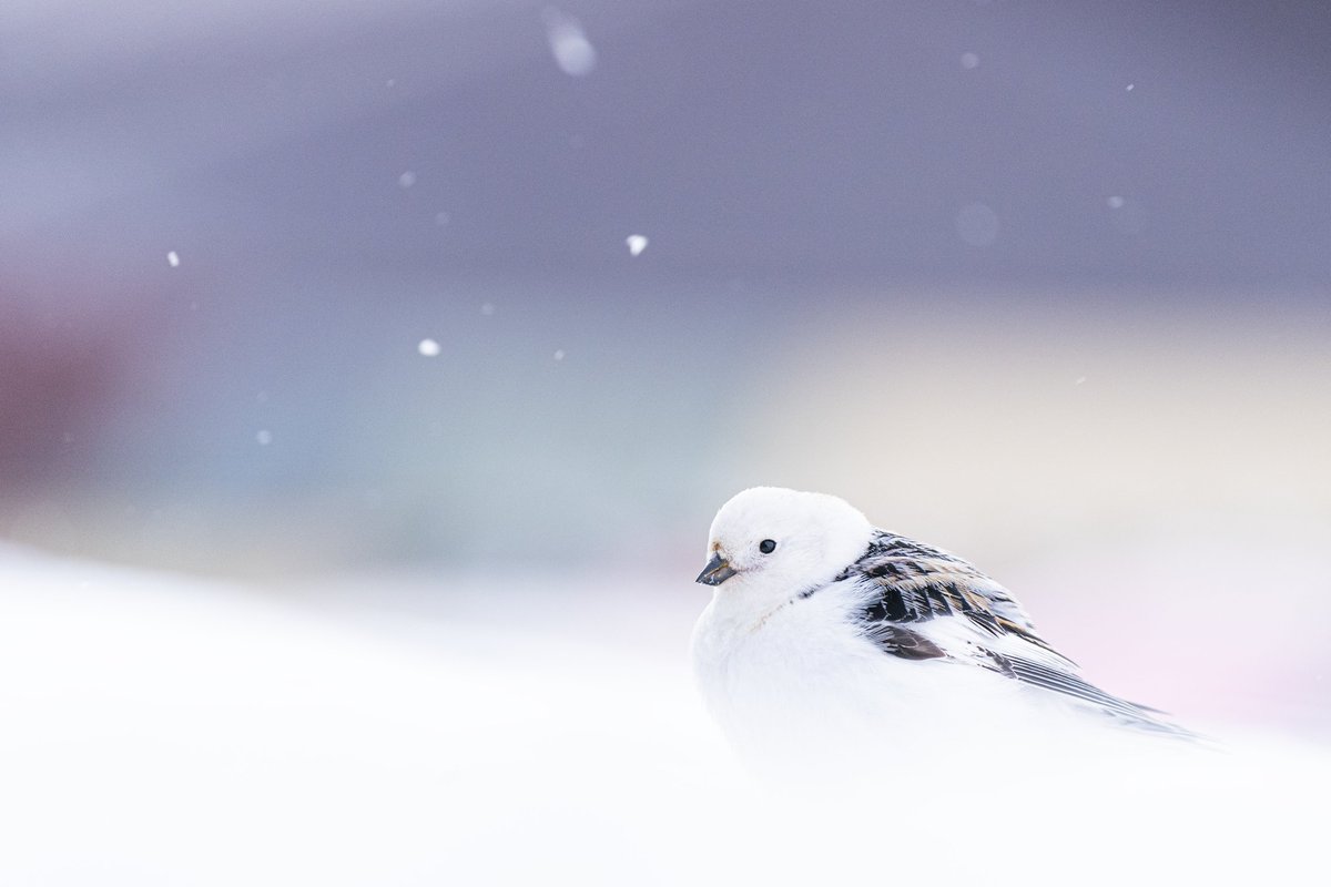 Follow the monitoring of snow buntings in Adventdalen, Svalbard, a project studying Arctic adaptations, ecological interactions, climate change, pollution, migration and more since 1998. @NINAnature @NTNU @UNISvalbard 📸 Stuart Thomson, stuartthomson.no